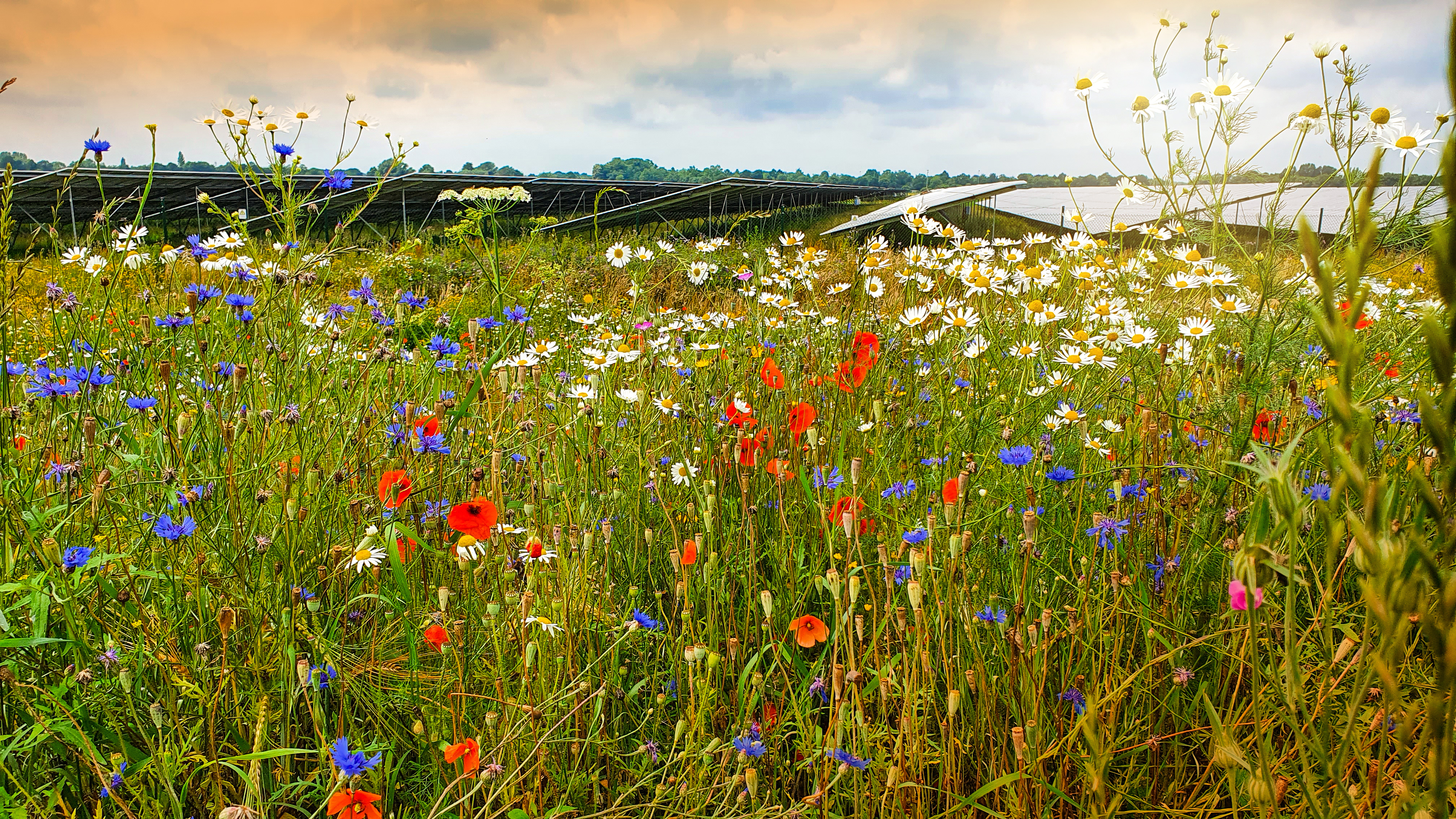 Wildflower meadow in front of a bejulo solar park